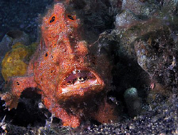 Frogfish, Lembeh by Doug Anderson 